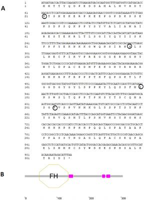 Cloning, identification, and functional analysis of foxl2 gene and its expression after 17β‐estradiol (E2) treatment in Dabry’s sturgeon, Acipenser dabryanus